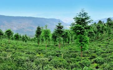 林业人个人总结最新7篇