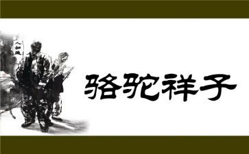 读骆驼心得体会最新5篇