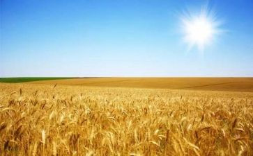 麦田下的守望者读后感800字6篇