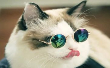 关于猫的活动方案8篇