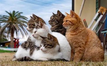 猫读后感500字作文优质6篇