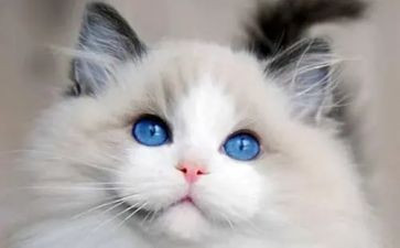《猫》的读后感600字7篇