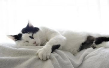 四年级写动物猫的作文8篇