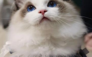 小学生写小猫的作文模板5篇