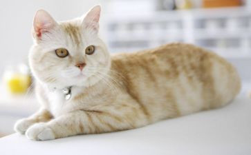 猫士兵读后感7篇