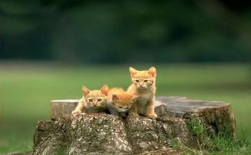 猫读后感600字作文优质5篇