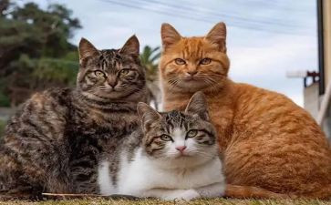 关于猫的活动方案推荐8篇