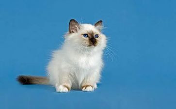 我的猫作文优质5篇