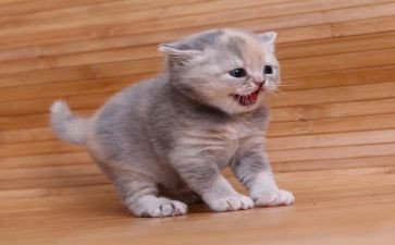 我的猫作文最新5篇