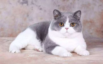 小猫和鱼教案模板8篇