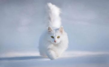 猫读后感800字最新6篇