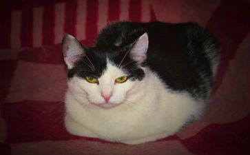 狗猫鼠的读后感100字6篇