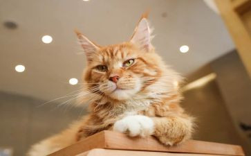 四年级写动物猫的作文最新8篇
