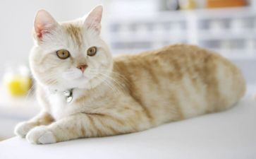 我爱猫的作文500字模板7篇