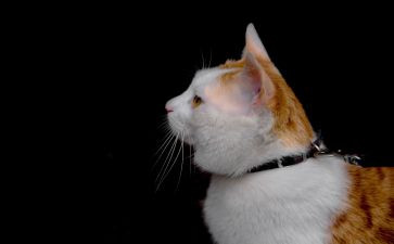 《猫》的读后感600字优秀5篇