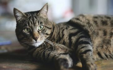 作文熊猫100字6篇