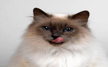 中秋天猫活动策划7篇