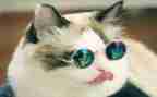关于猫的活动方案8篇