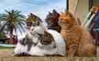 猫读后感500字作文优质6篇