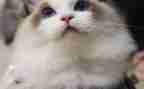 小学生写小猫的作文模板5篇