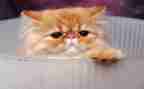 线描画猫教案8篇