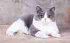 小猫和鱼教案模板8篇