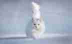 猫读后感800字最新6篇