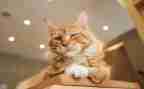 四年级写动物猫的作文最新8篇