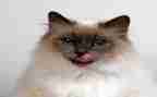 我是猫作文300字5篇