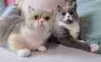 幼儿折小猫教案8篇