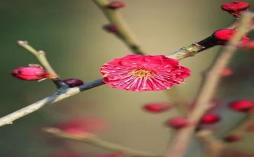 梅兰芳作文6篇