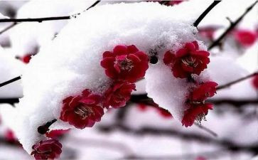 梅兰芳蓄须读后感8篇