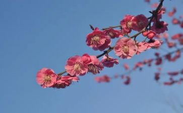 我故乡的杨梅作文6篇