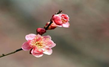《丁立梅》读后感7篇