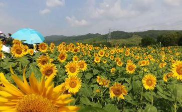 美丽的秋天作文600字作文5篇
