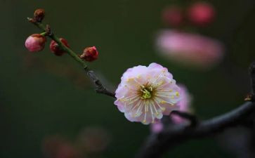 梅花园的作文优质5篇