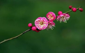 梅花糕作文优质8篇