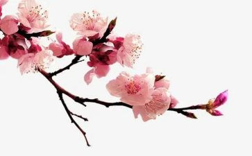 梅花糕作文600字模板7篇
