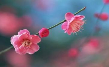 梅花作文喻人的作文8篇