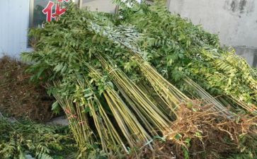 采购苗木合同范本6篇