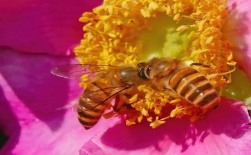 《小蜜蜂》教案优质6篇