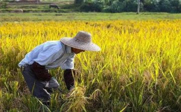 农民房出租合同8篇