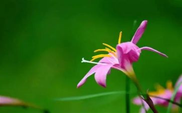 有关品味的作文6篇