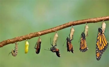 破茧成蝶的演讲稿5篇