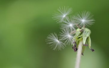 写蒲公英的作文参考5篇