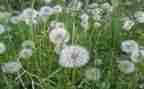 写蒲公英的作文模板5篇