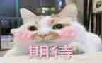 我期待____作文参考8篇