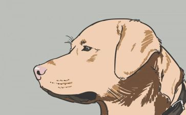 警犬拉拉的读后感6篇