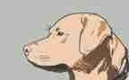 警犬拉拉的读后感6篇