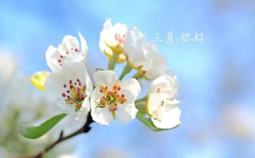 小学生三月学雷锋演讲稿6篇